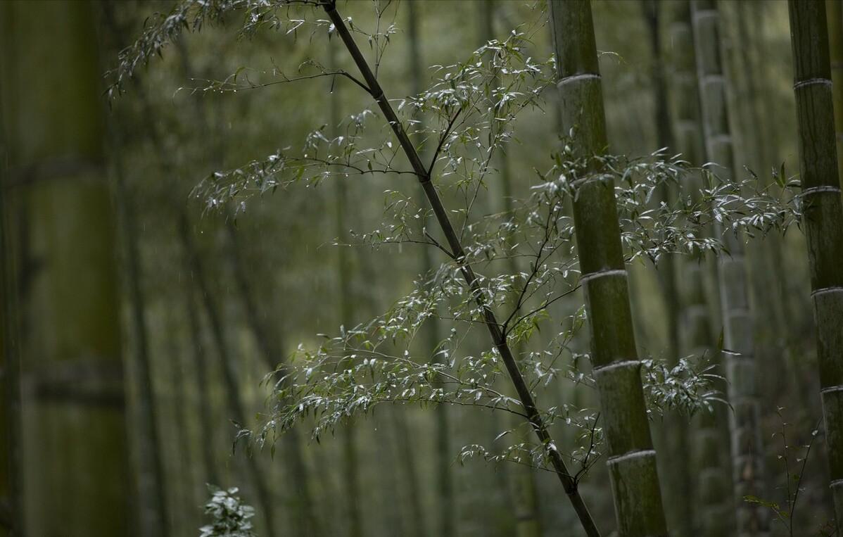 冬宜密雪有碎玉声,冬宜密雪有碎玉声全文