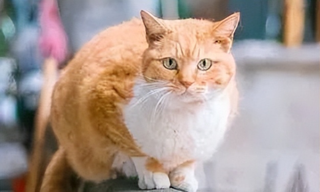 古代猫咪的名字都叫什么,猫咪在古代的名字有哪些