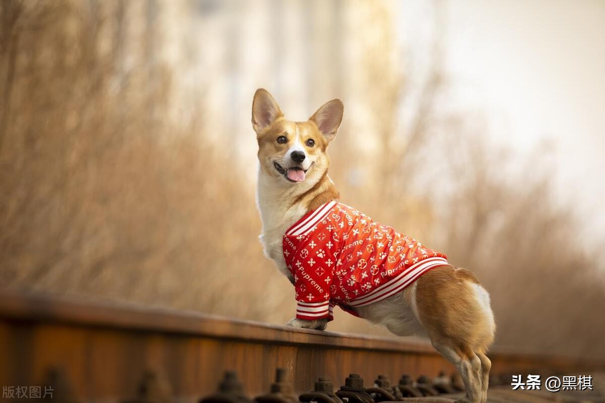 狗狗战斗力排行榜你家上榜了吗,狗狗智商排名第11的狗狗图片