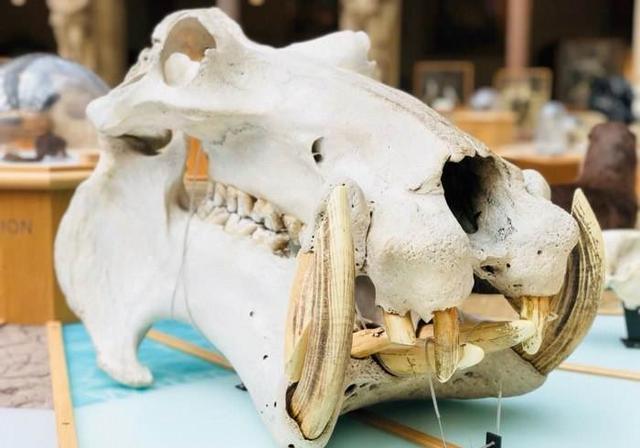河马的的大牙到底有多锋利,河马骨头复原剑齿虎
