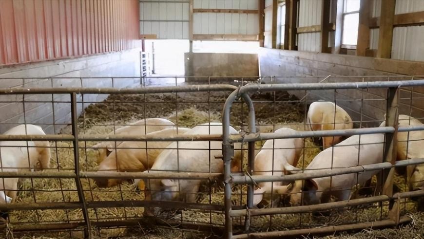 母猪生豹纹猪仔,母猪生下豹纹怪猪