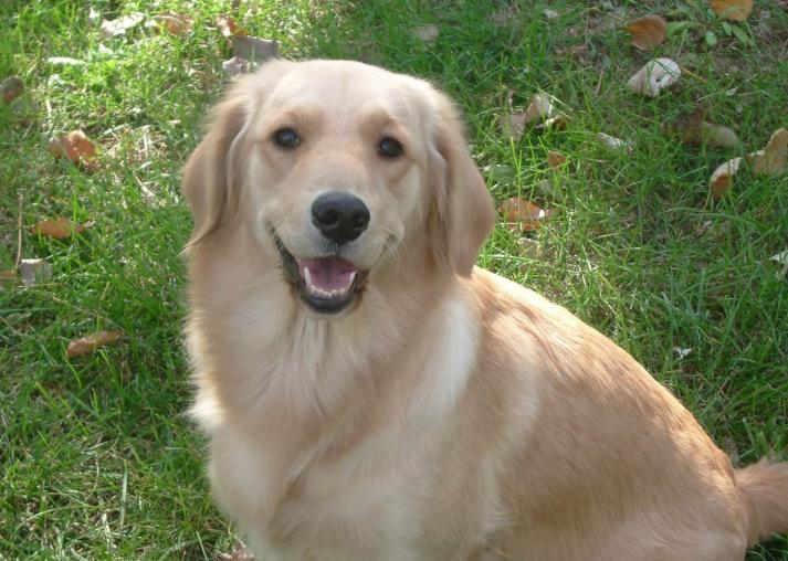 母狗产后抑郁症有哪些症状表现,怎么判断狗妈妈是否产后抑郁