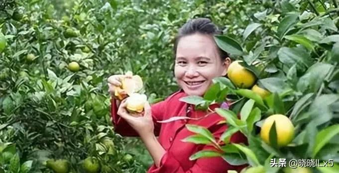 果农如何才能赚钱,果农的年收入