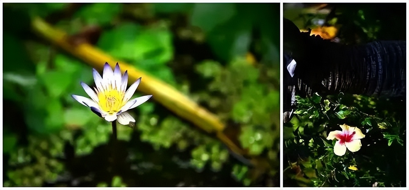 我的旅游日记2015游台湾之二,台湾游览祖国大好河山