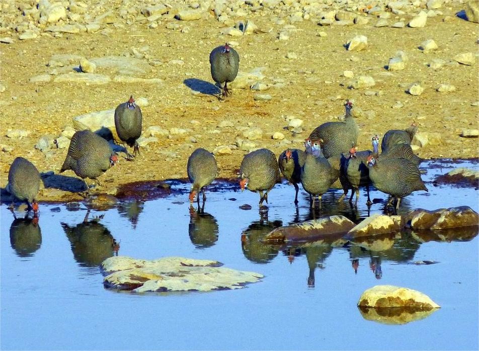 珍珠鸡育雏需要什么条件,育雏珍珠鸡怎么分公母