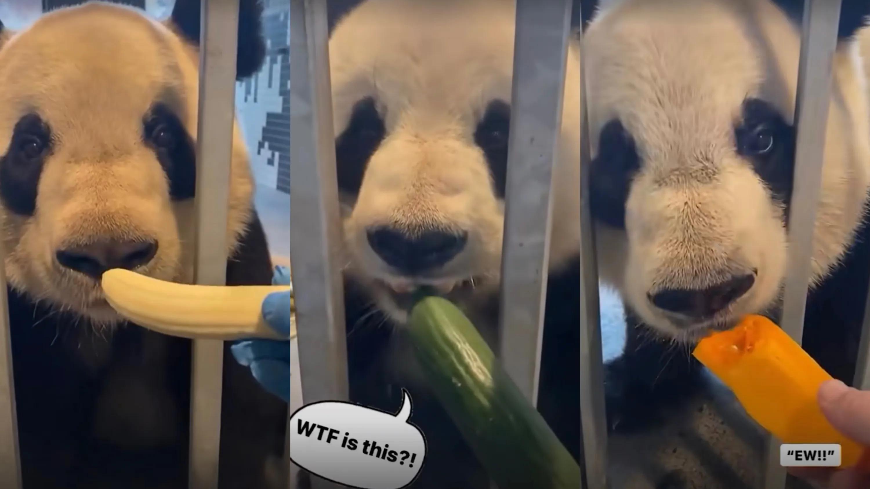 熊猫学习带崽,熊猫能一级带崽么