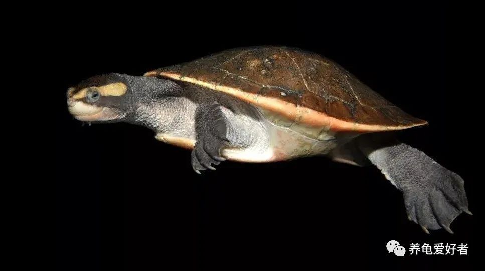 这四个问题养龟新手得知道一下,养龟误区看看你中了几个