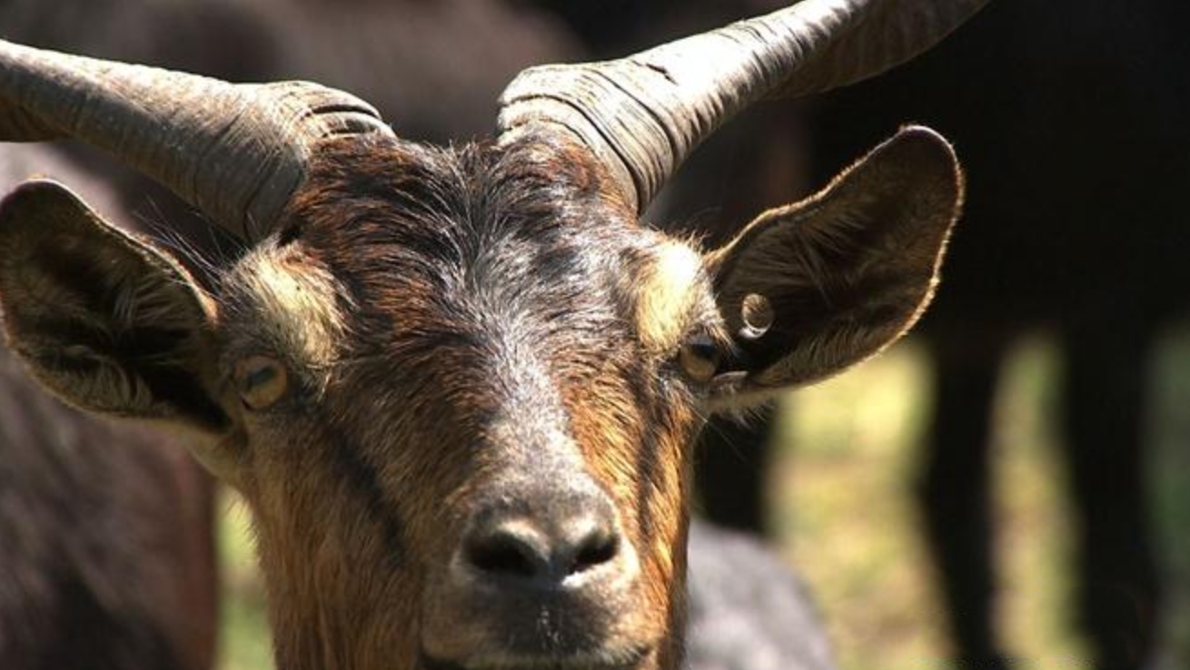 云南出现黑色怪羊,云南惊现怪羊