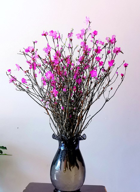 干枝杜鹃泡水多久开花,干枝杜鹃有什么毒