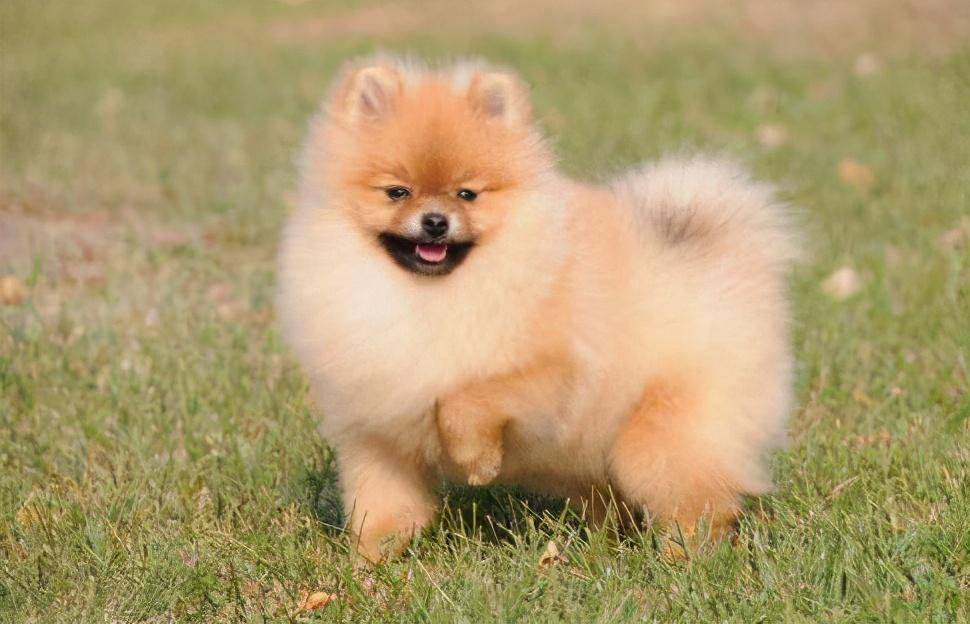 哪种宠物狗卖得最好养,养狗首选这7种狗价格便宜又漂亮