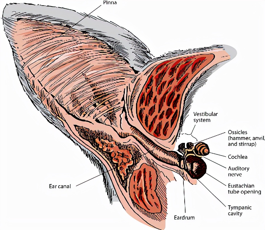 猫咪的耳朵怎样才是健康的,猫咪耳朵动作科普