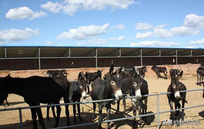 农村适合养殖什么利润高,农村笨鸡养殖利润和成本计算