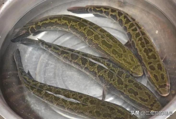 人工饲料和野生杂鱼,人工混合鱼饲料配方