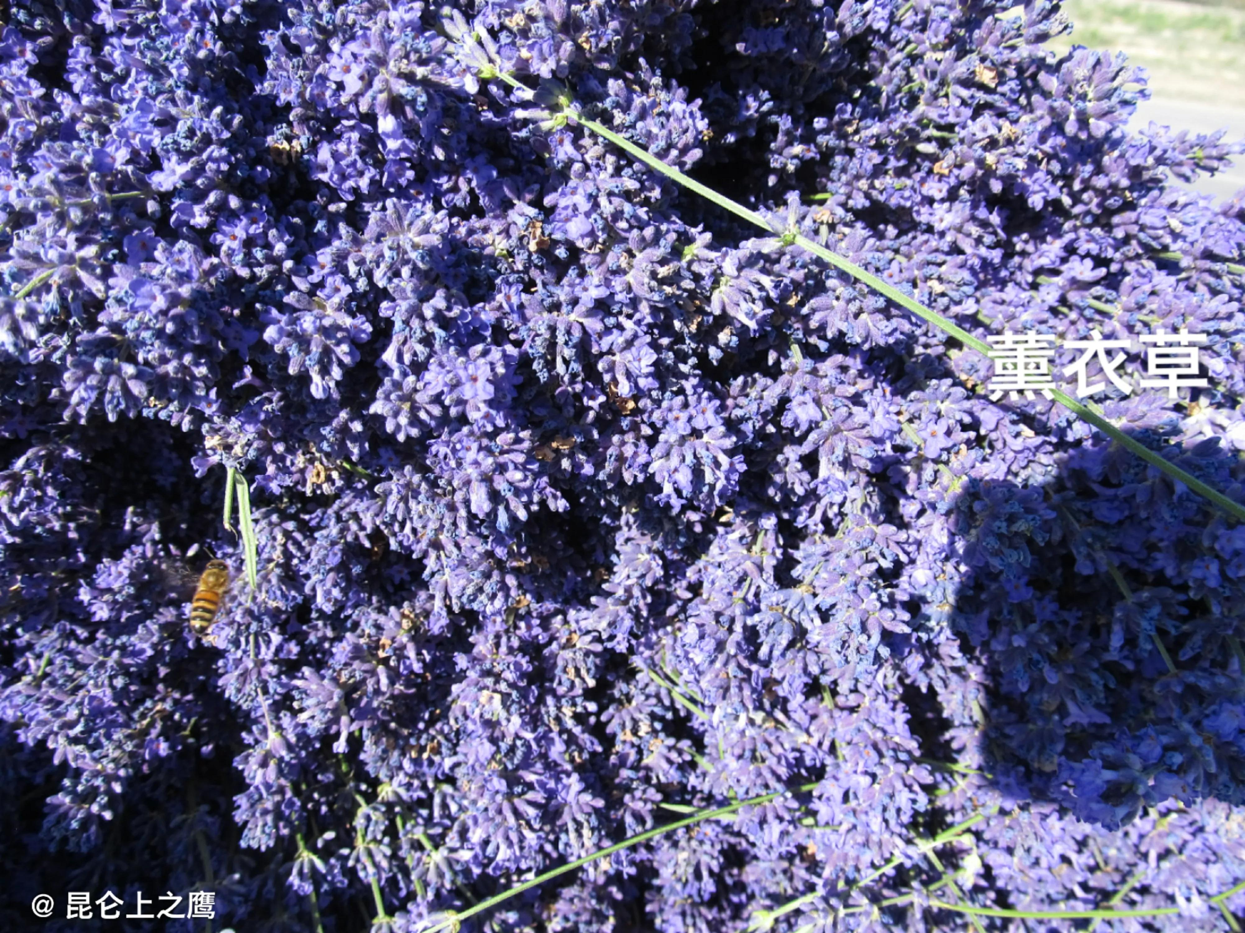 伊犁的薰衣草,伊犁的薰衣草是什么景点