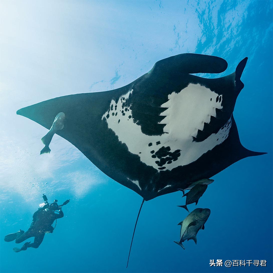 翻车鲀是世界上最大的硬骨鱼类吗,翻车鲀是世界上最大的鱼类吗