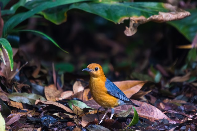 画眉鸟百啭千声,百啭千啼