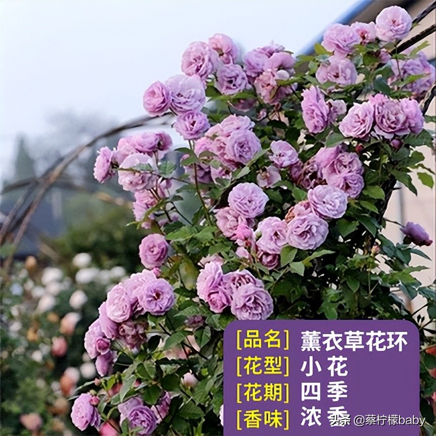 路边的蔷薇花是什么品种,哪个品种蔷薇花最好看最香