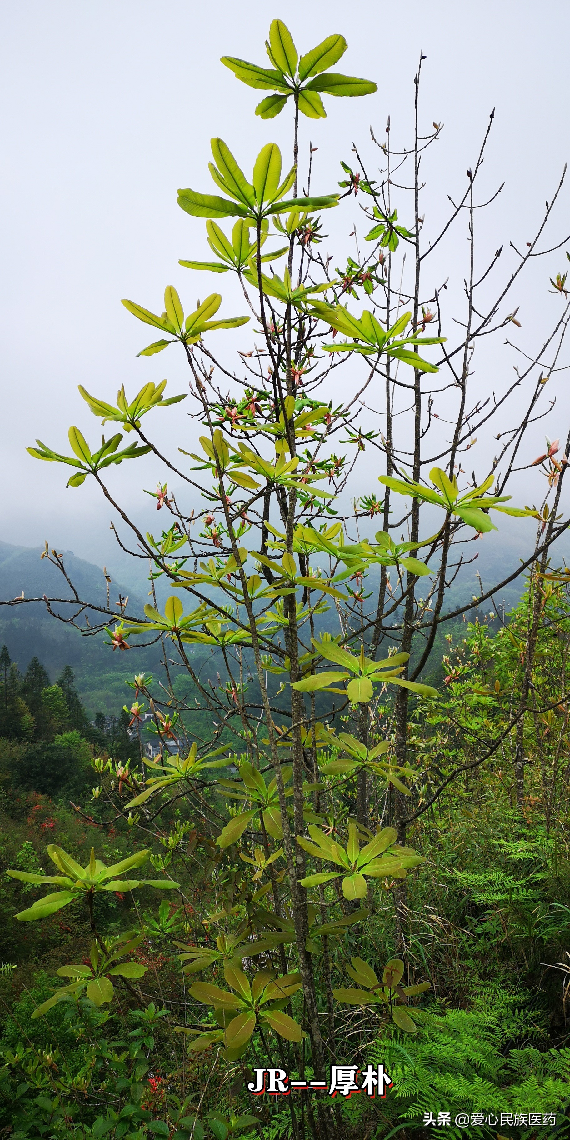 林下种植中药材需要什么手续,在林下种植药材需要什么手续