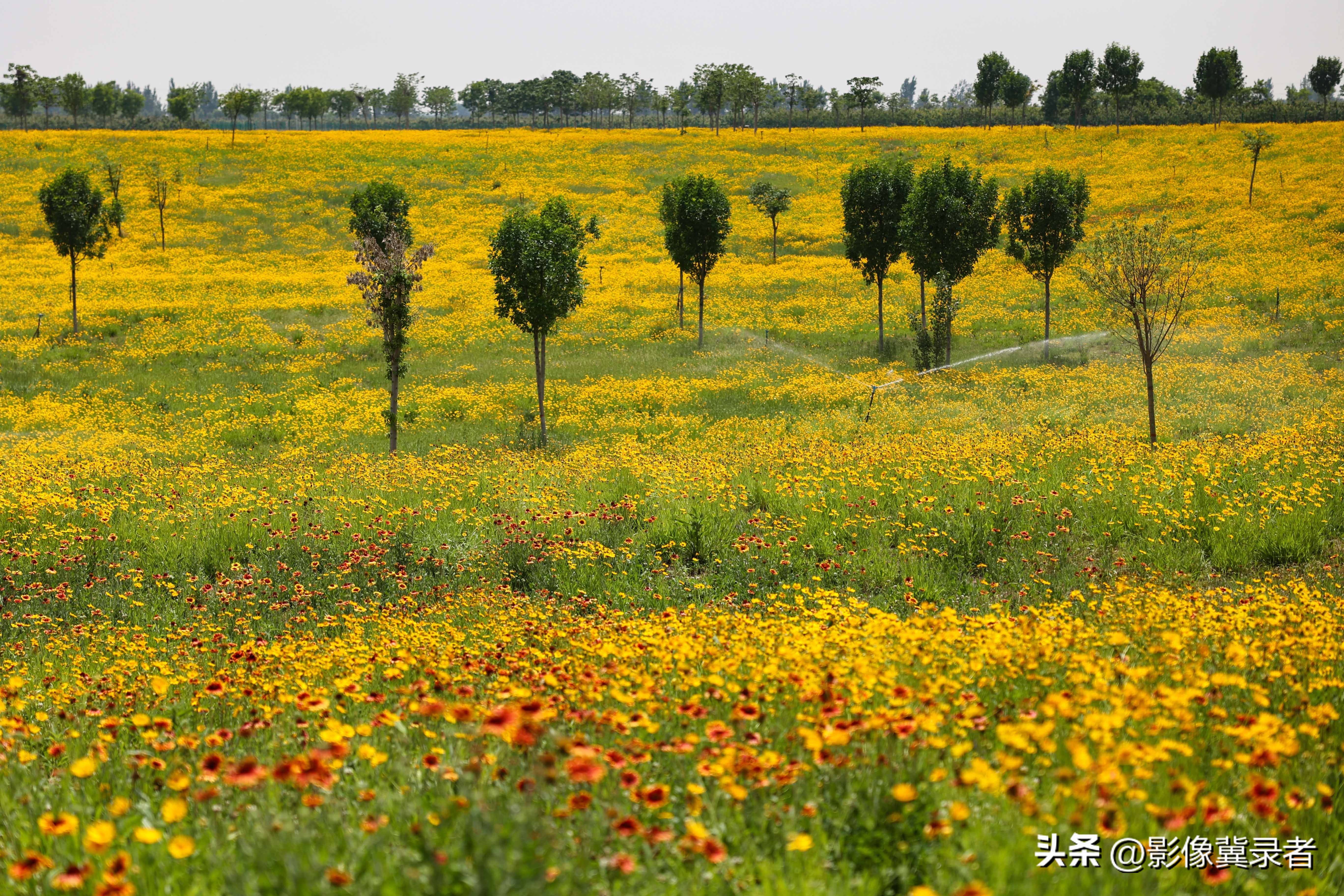 张北草原天路花海,张北草原天路春夏秋冬的景色