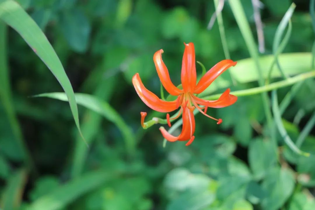 150种常见药用植物大全,150余种常见药用植物花期组图