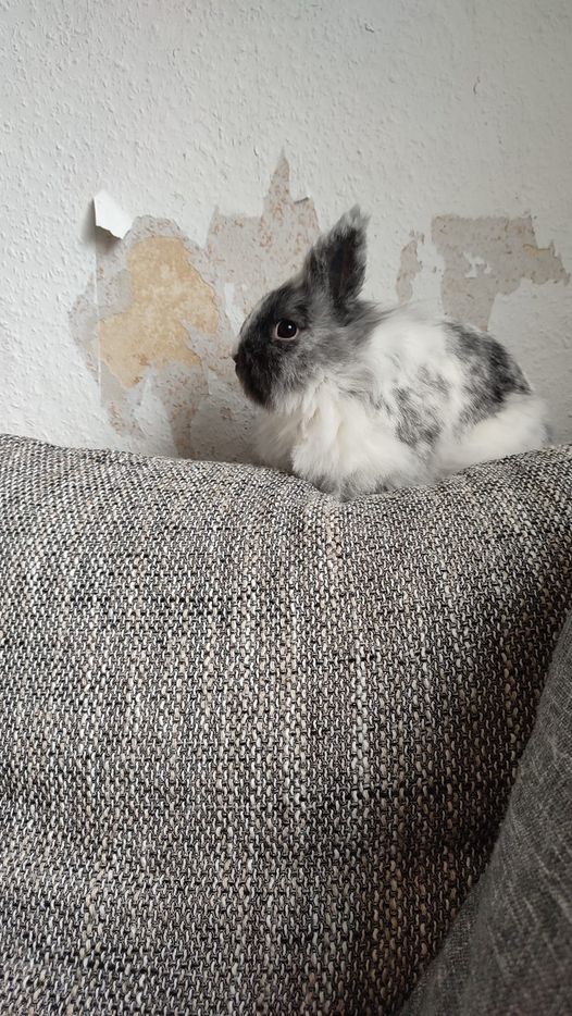 兔兔超可爱的真人照片,兔兔超可爱露脸照片