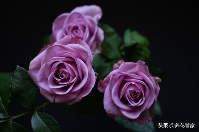 哪种紫色的月季最好看,蓝紫色的月季有哪些