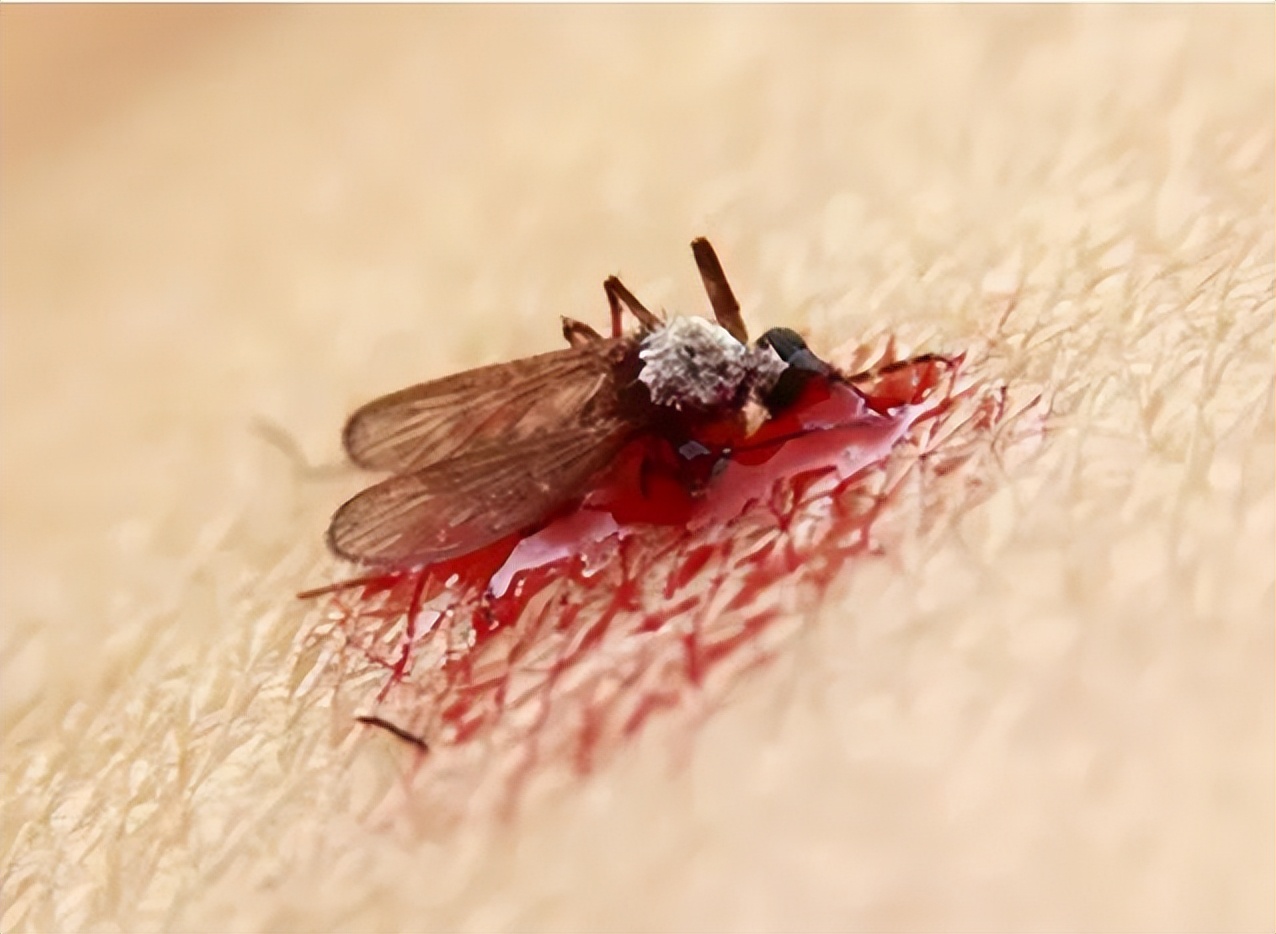 蚊子吸的血会传染艾滋病吗,蚊子叮咬艾滋病人后再叮咬正常人