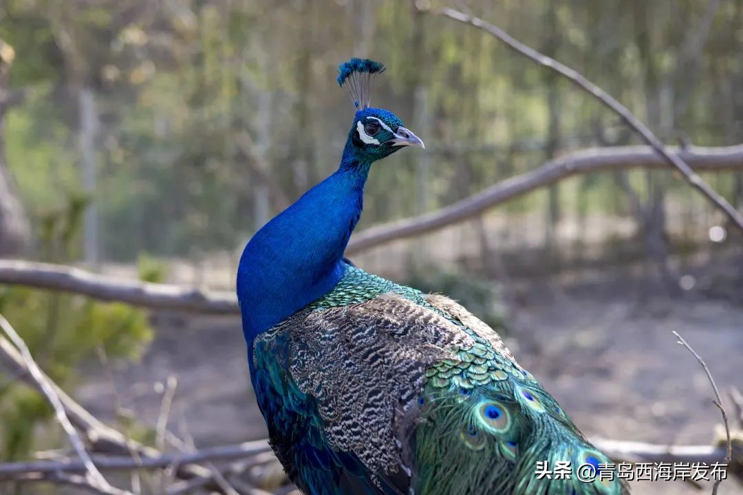 现实版小森林，这些藏在西海岸周边的乡野太治愈