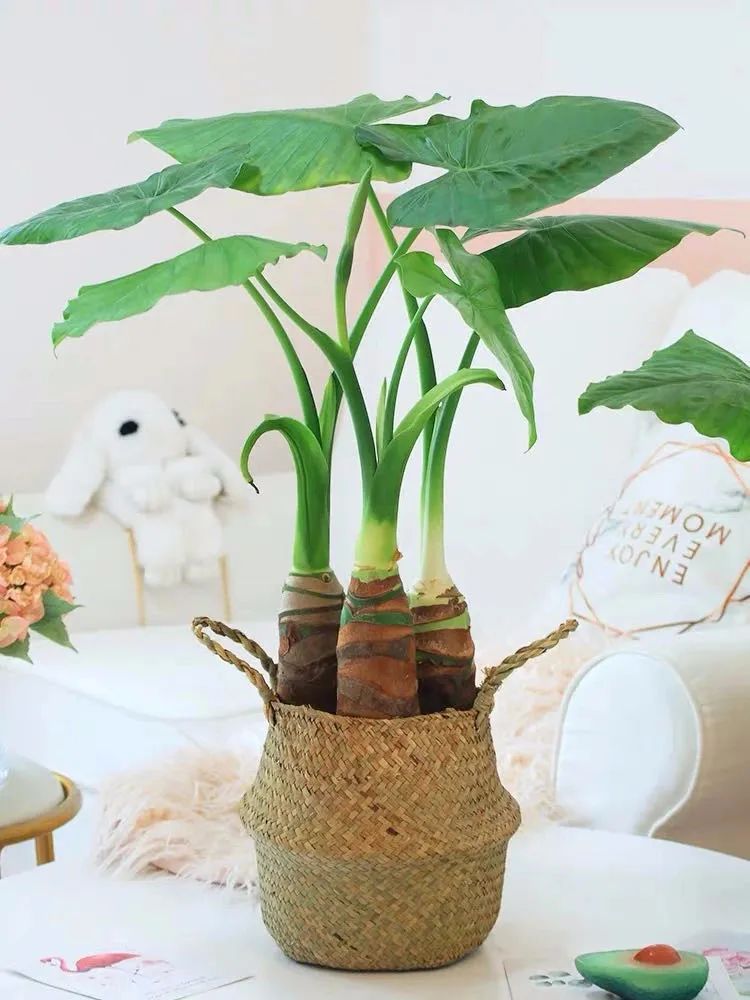 满天星花有毒吗能在卧室养吗,5种不能在室内养的花