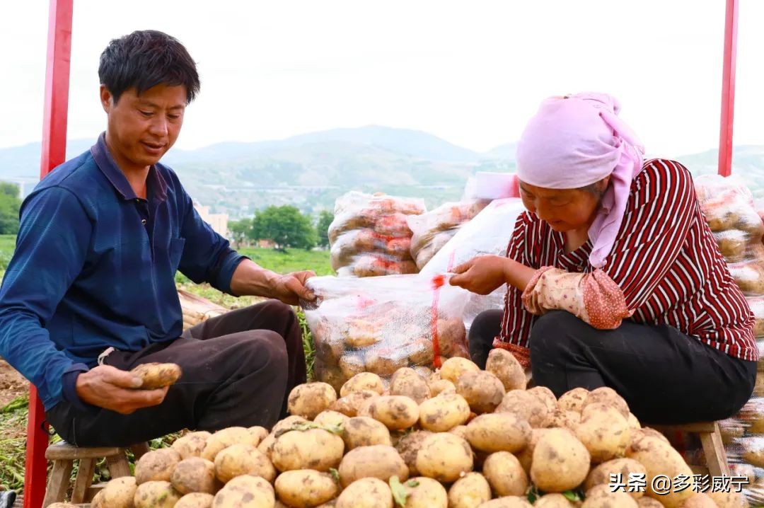 黑水镇万亩马铃薯迎来丰收季,建平镇5000亩马铃薯喜获丰收