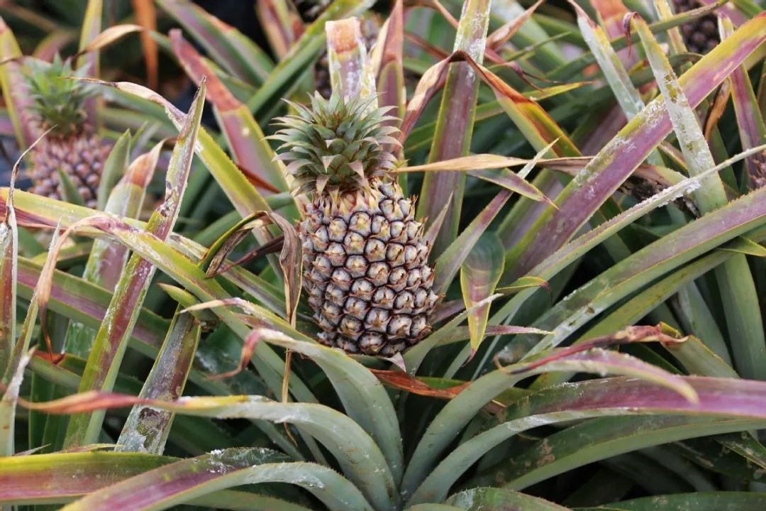 直交1500元保险享30万理赔,全市首单理赔政策