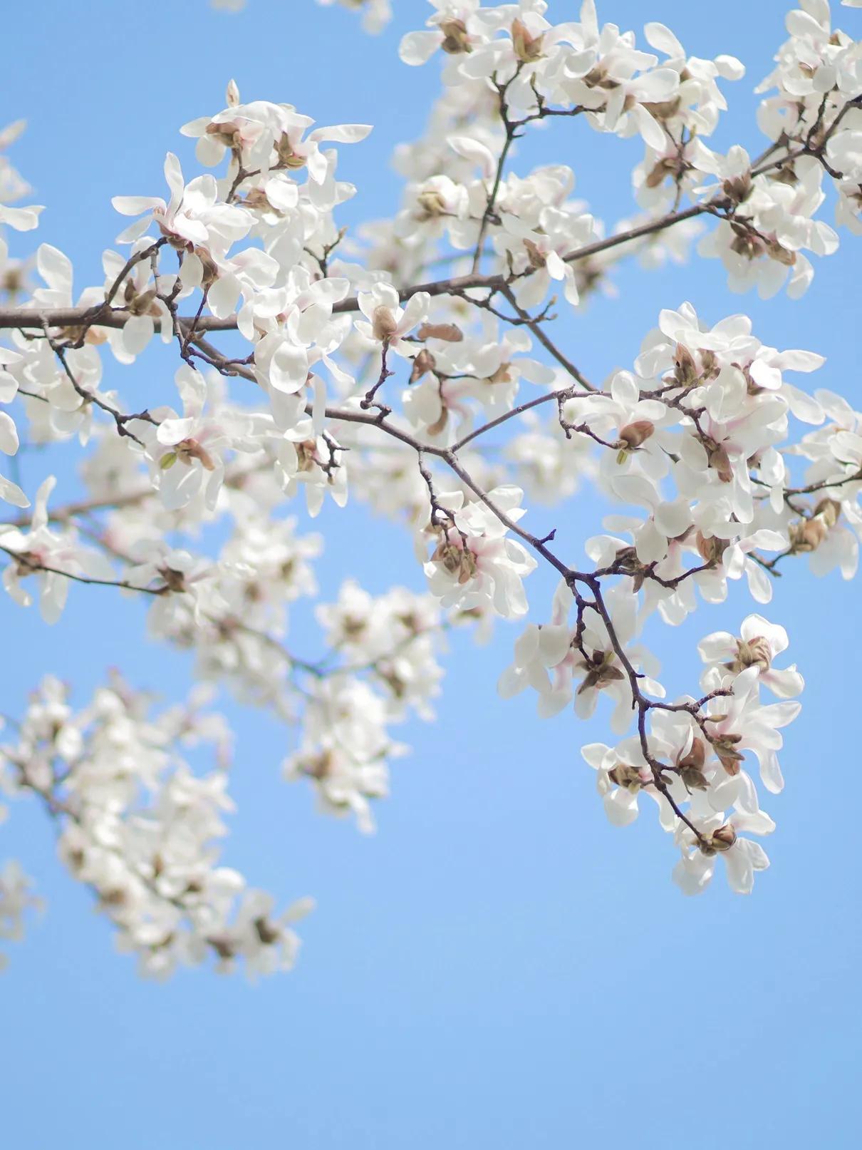 花开正好采撷春天赠予你