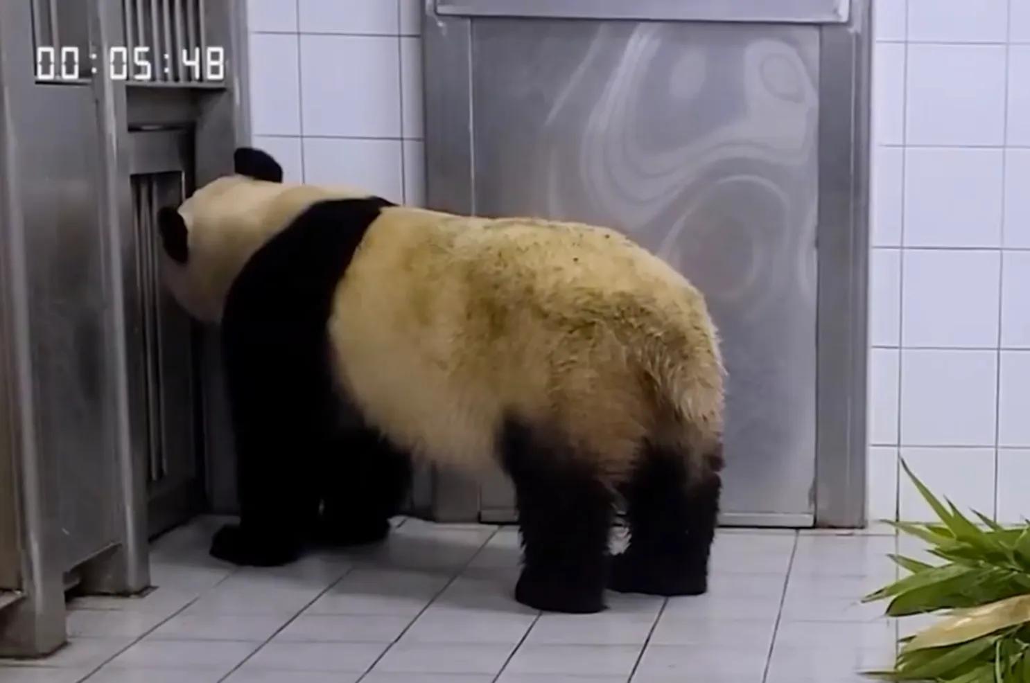 央妈也蹭热度官宣爱宝二胎，宝家族自然繁育的故事，再次开花结果