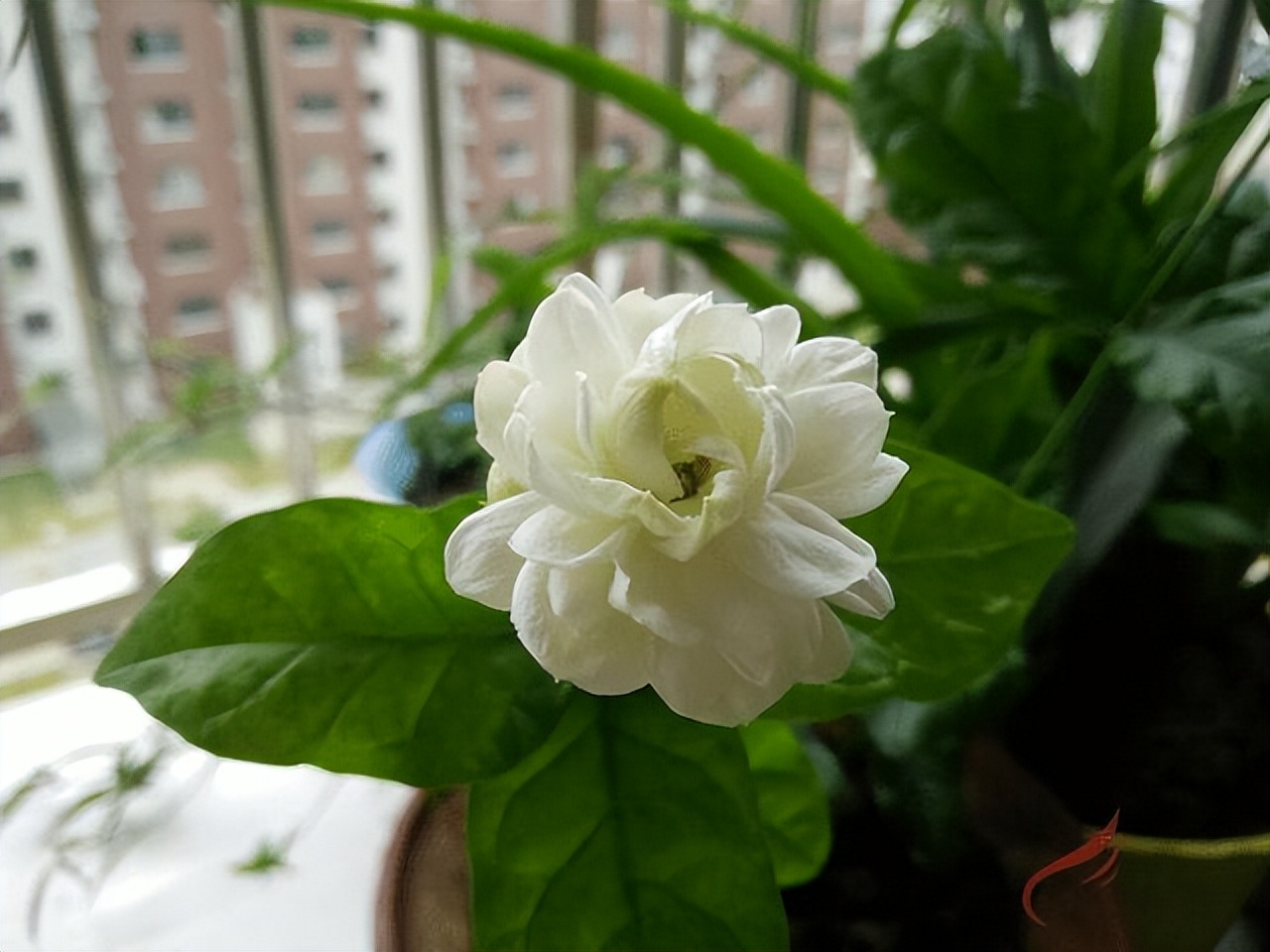 80多岁老爷子为初恋，种了满院的茉莉花，每次花开，都是一种浪漫