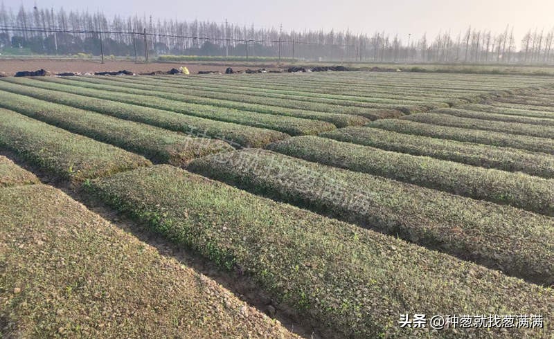 大葱种子啥品种高产及价格,2023年大葱种子哪个品种最好