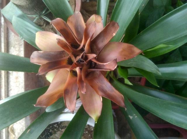 琚獥浜嗕竴娆″氨寰堥毦鎵惧洖鏉ヤ簡,琚獥鍚庤姳浜嗕竴骞磋蛋鍑烘潵