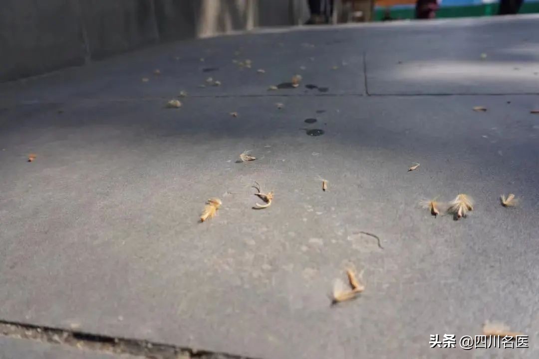 成都大街小巷最新消息,现在疫情下的成都大街