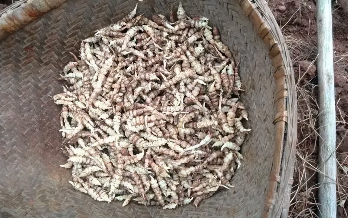 宝塔菜八宝菜腌制方法,宝塔菜的腌制方法