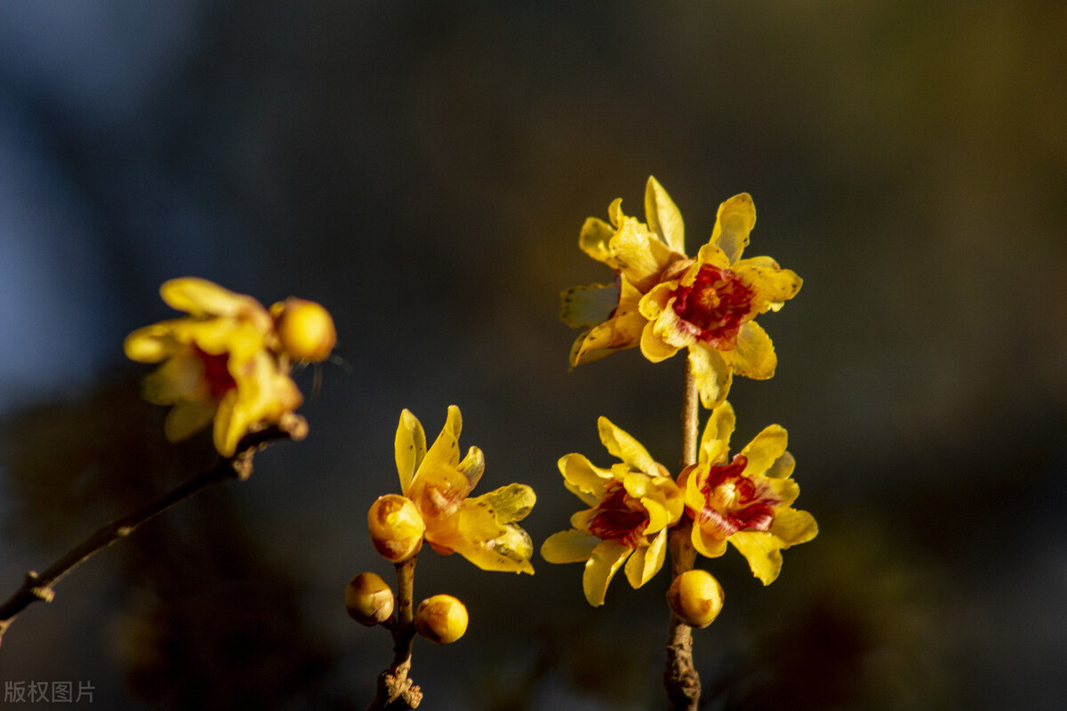 人怕腊月死更忌腊月生的说法,人怕腊月死更怕腊月生是什么意思