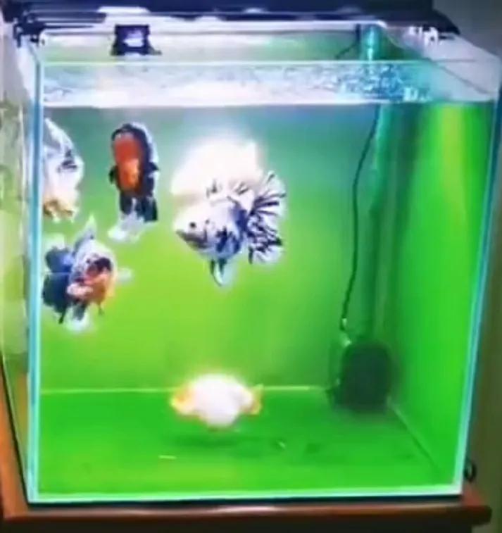 饲养金鱼的纯天然帮手——绿苔