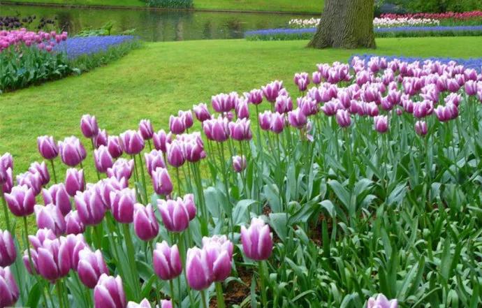 这二十幅极品花卉越看越醉,超好看又耐看的花卉图