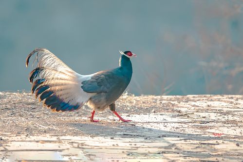 陕西农村出现巨型怪鸟,巨型鸡长500斤