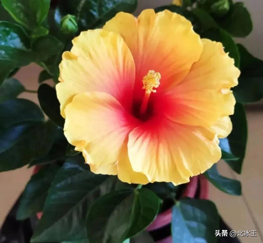 5度花草会冻死吗,5度以下不可露养的多肉