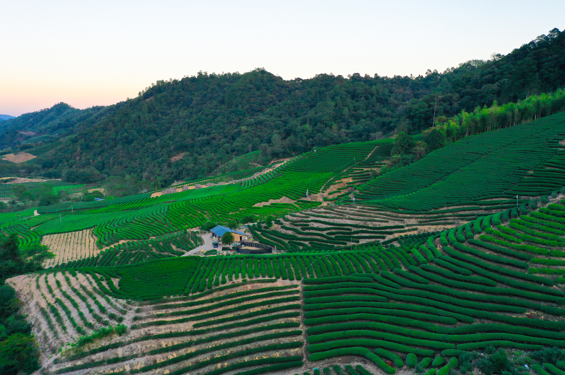 武夷山茶文化之旅,武夷山清香四溢茶