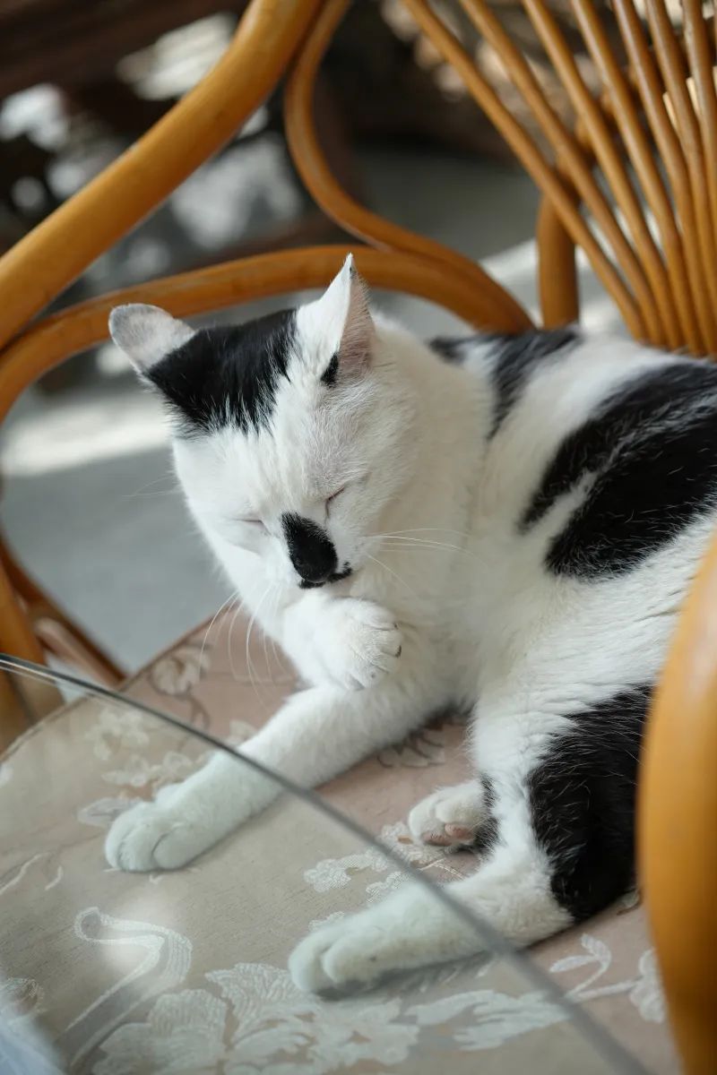 让小猫咪来治愈你,小猫咪可以治愈一切不开心的事情