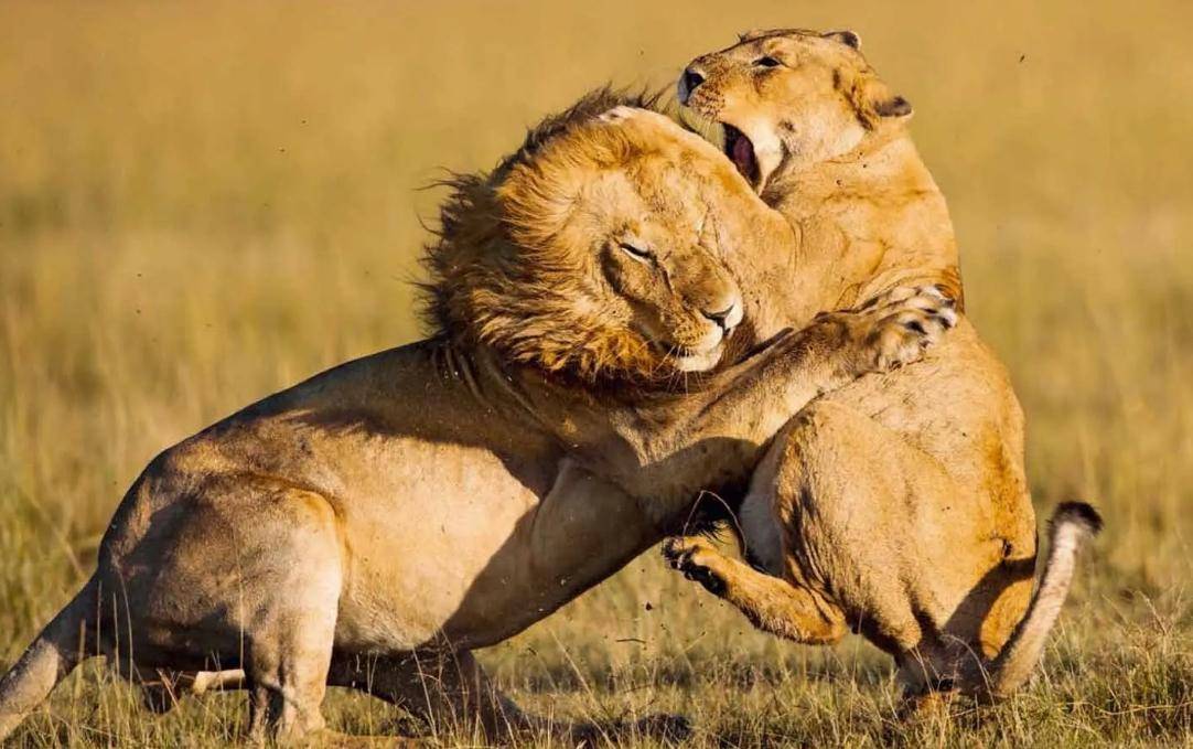 牛津女博士研究百种动物,女博士研究一百多种动物