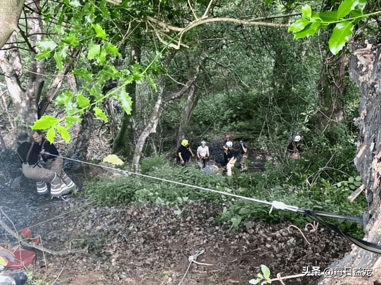 老奶奶意外失踪，机智黑猫四处找人帮忙，这才把人成功救出