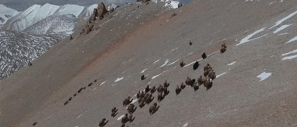全球不足百头的动物,全球数量不到100只的动物