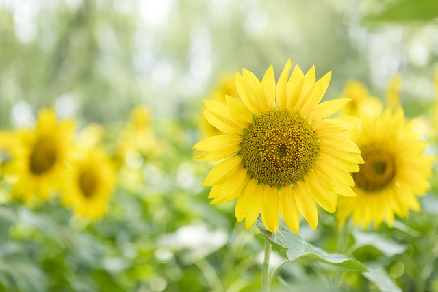 情人节来源基督教,白色情人节来源