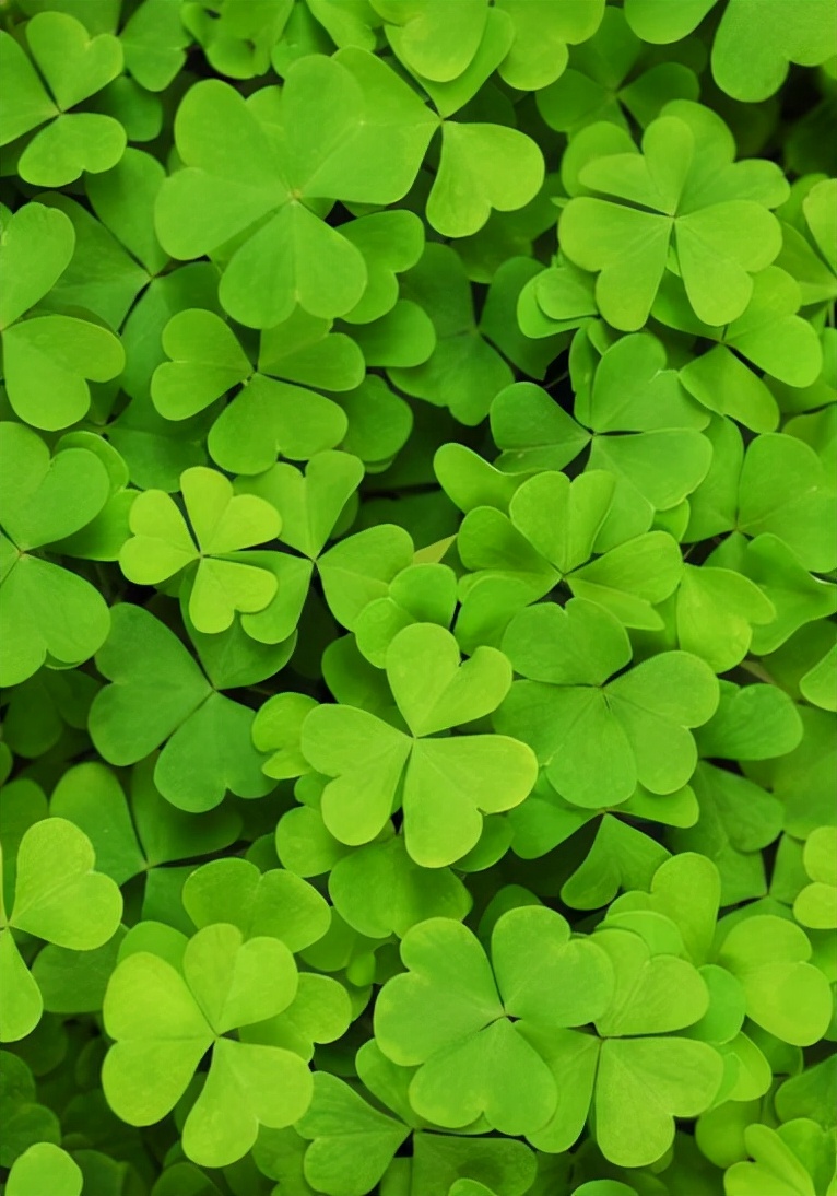 手机型号壁纸图片,169手机壁纸尺寸